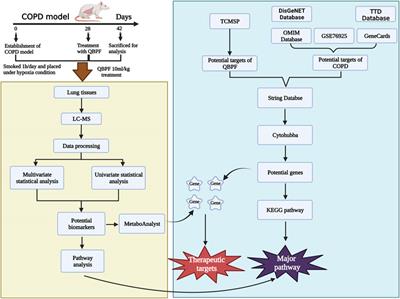 Integration of metabolomics and network pharmacology to reveal the protective mechanism underlying Qibai Pingfei capsule on chronic obstructive pulmonary disease